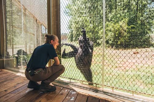 Chimp Haven Louisiana