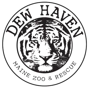 Dew Haven Maine