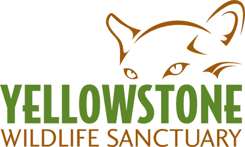 Yellowstone Wildlife Sanctuary